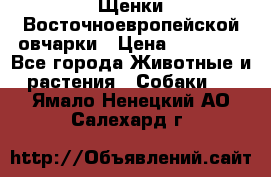 Щенки Восточноевропейской овчарки › Цена ­ 25 000 - Все города Животные и растения » Собаки   . Ямало-Ненецкий АО,Салехард г.